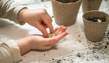 Cum se pun semin?ele de ardei?